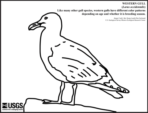 Western Gull Coloring Page